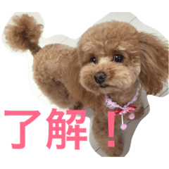 [LINEスタンプ] 日常で使えるトイプードルのスタンプ