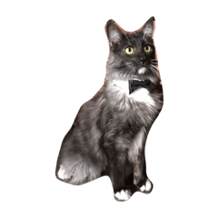 [LINEスタンプ] 銀二郎。猫です。