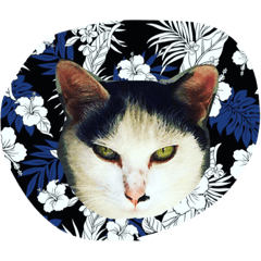 [LINEスタンプ] 猫のるー