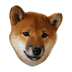 [LINEスタンプ] 柴犬太郎
