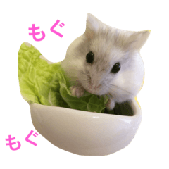 [LINEスタンプ] 白くて丸いハムスター