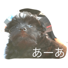 [LINEスタンプ] うちの犬アロハの気持ち