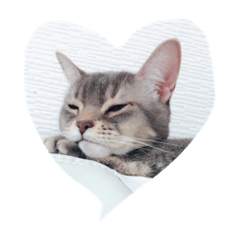 [LINEスタンプ] うちのニャンコ