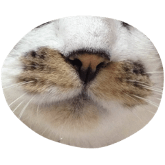 [LINEスタンプ] 私の愛猫すももちゃん