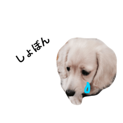 [LINEスタンプ] カニ（赤ちゃん編）