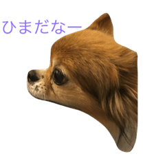[LINEスタンプ] ブンブンスタンプ