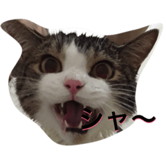 [LINEスタンプ] ドンちゃんの世界