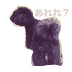 [LINEスタンプ] 黒いトイプーのセピちゃん