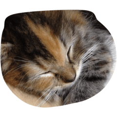 [LINEスタンプ] 猫に癒されたい！