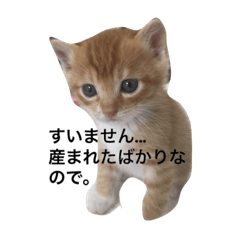 [LINEスタンプ] 五十六スタンプ