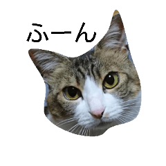 [LINEスタンプ] うちの猫たち！！！