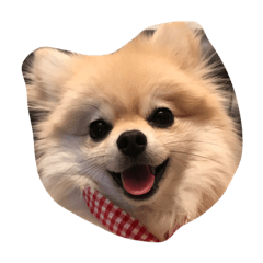[LINEスタンプ] ポメラニアンの日常