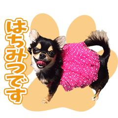 [LINEスタンプ] チワワのはちみつ