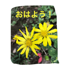 [LINEスタンプ] 花写真のスタンプ