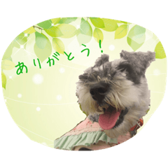 [LINEスタンプ] フレンドリーりんちゃん