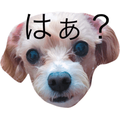 [LINEスタンプ] クーちゃん series❤