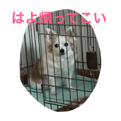 [LINEスタンプ] くーさんすたんぷ①