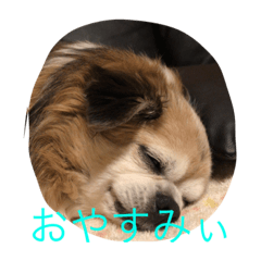 [LINEスタンプ] く～ちゃん