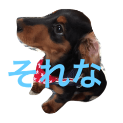 [LINEスタンプ] ぷりてぃここたん
