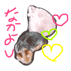 [LINEスタンプ] 犬と猫！家族だよ！