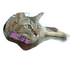 [LINEスタンプ] ネコのメイちゃん
