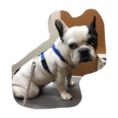 [LINEスタンプ] 愛犬まるこ