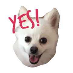 [LINEスタンプ] ポメラニアンひめちゃん