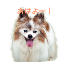 [LINEスタンプ] 使えるわんこ