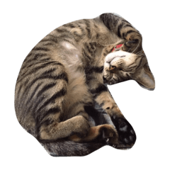 [LINEスタンプ] わさび 猫#1
