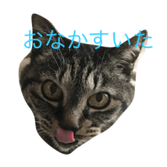 [LINEスタンプ] チョコスタンプ