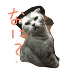 [LINEスタンプ] ふて猫、スコのめい