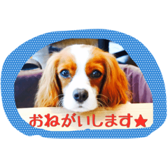 [LINEスタンプ] キャバリア 奈々希＆燐 第1弾