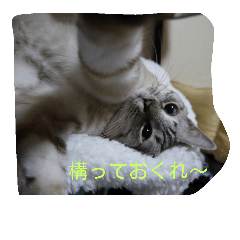 [LINEスタンプ] 雪之丞♀猫