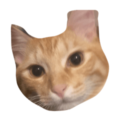 [LINEスタンプ] トラちゃんです