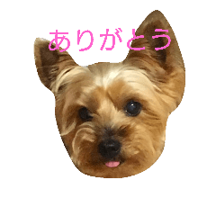 [LINEスタンプ] ヨーキーココアの毎日