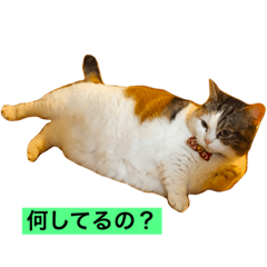[LINEスタンプ] 短足マンチカン
