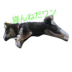 [LINEスタンプ] 可愛い柴犬スタンプ