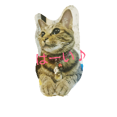 [LINEスタンプ] チャロという猫の日常 ver.1