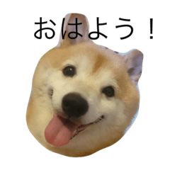 [LINEスタンプ] 使いやすいあいさつ 豆しば