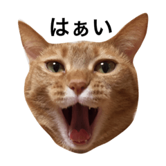 [LINEスタンプ] 我が家のチーム猫