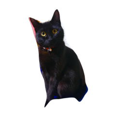 [LINEスタンプ] 黒猫マルちゃん