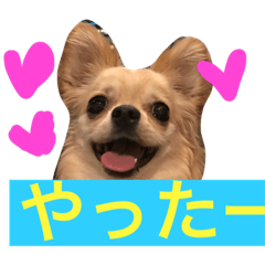 [LINEスタンプ] ぷーちゃんの日常の一コマ