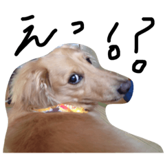 [LINEスタンプ] ダックスのビス