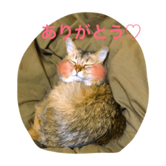 [LINEスタンプ] チワワとにゃんこたち