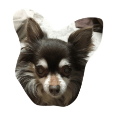 [LINEスタンプ] a.choco