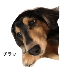 [LINEスタンプ] ココアさんやで