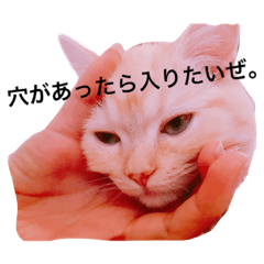 [LINEスタンプ] うちの3兄弟 生意気猫