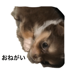 [LINEスタンプ] チワワのココアちゃん ver幼年期1