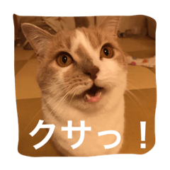 [LINEスタンプ] Mof the Cat