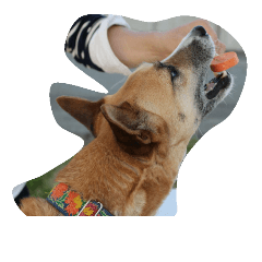[LINEスタンプ] 犬達1